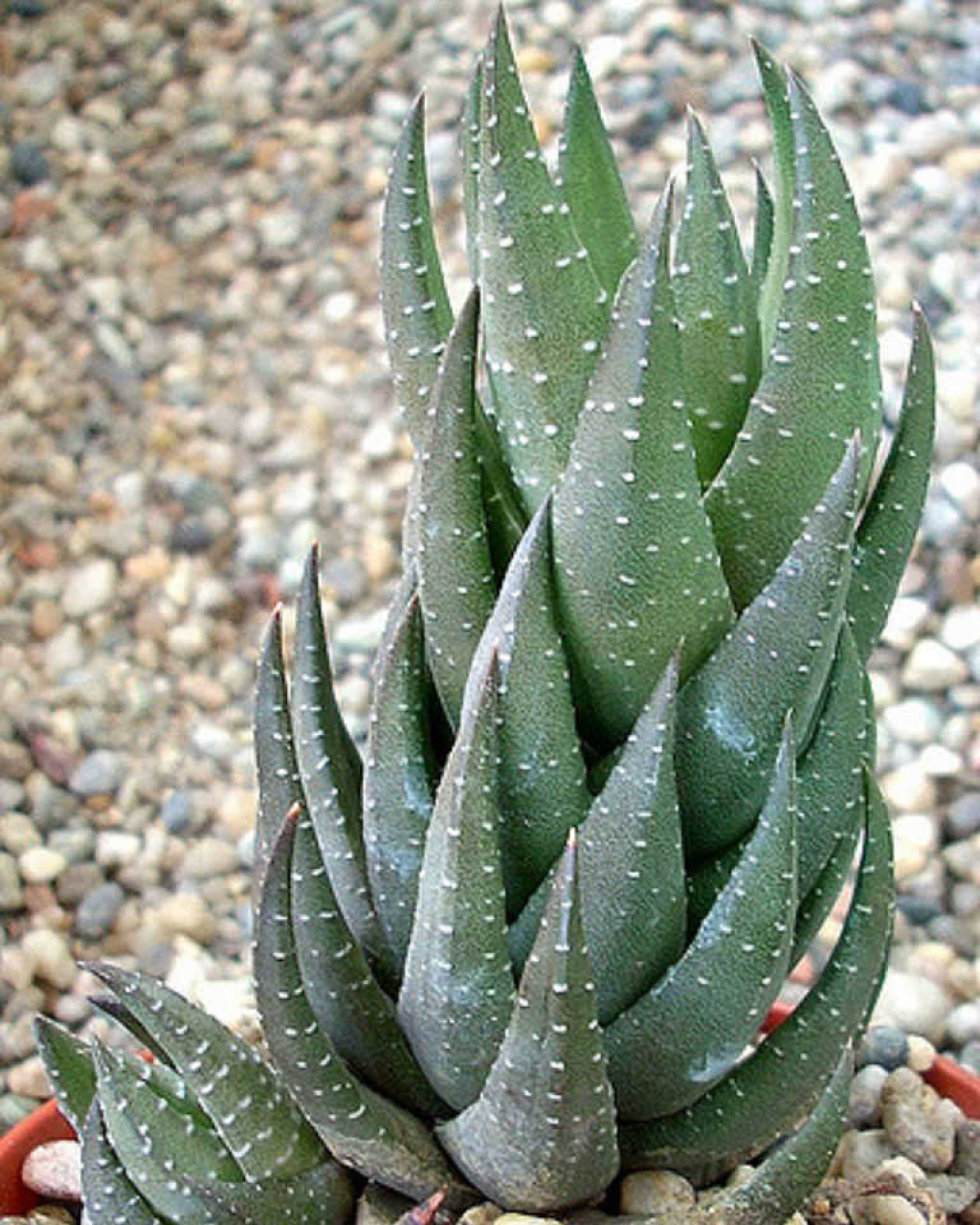 Haworthia coarctata f. greenii