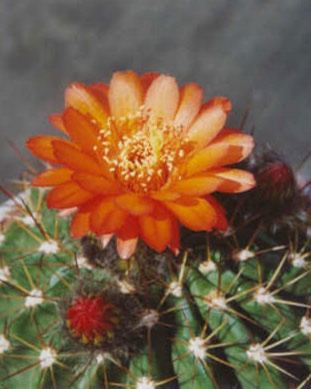 Acanthocalycium Ferrarii