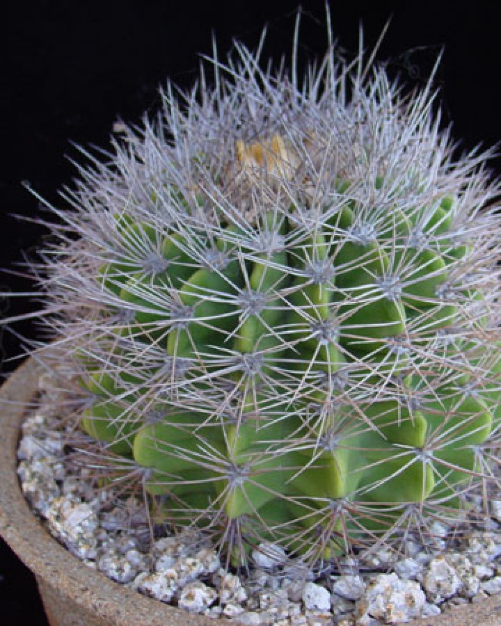 Acanthocalycium Klimpelianum