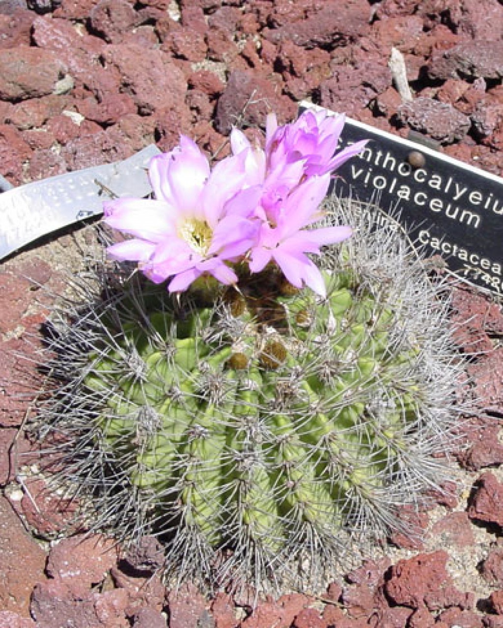 Acanthocalycium Spiniflorum