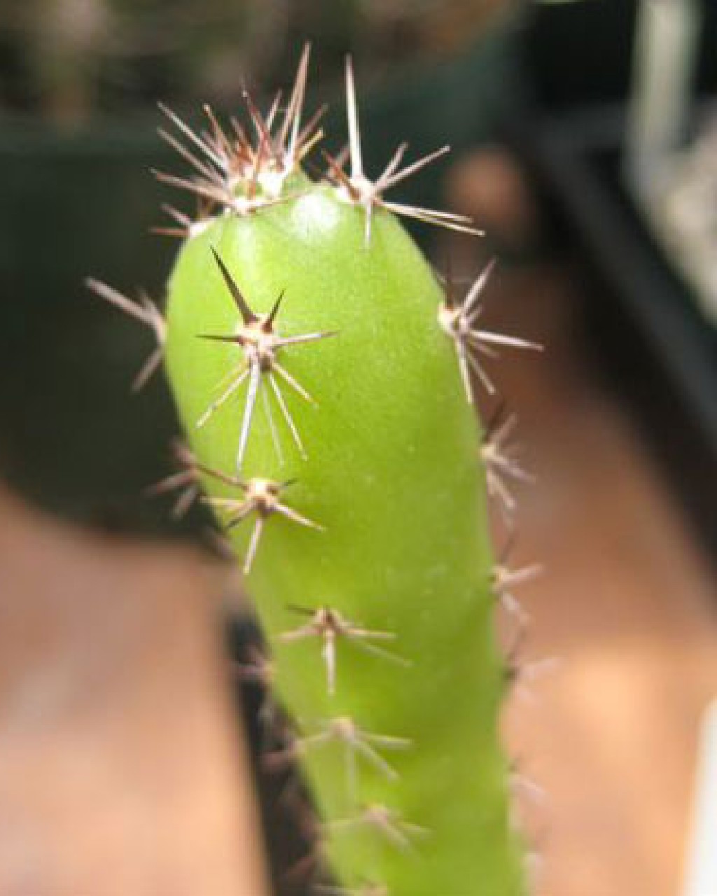 Acanthocereus Horridus