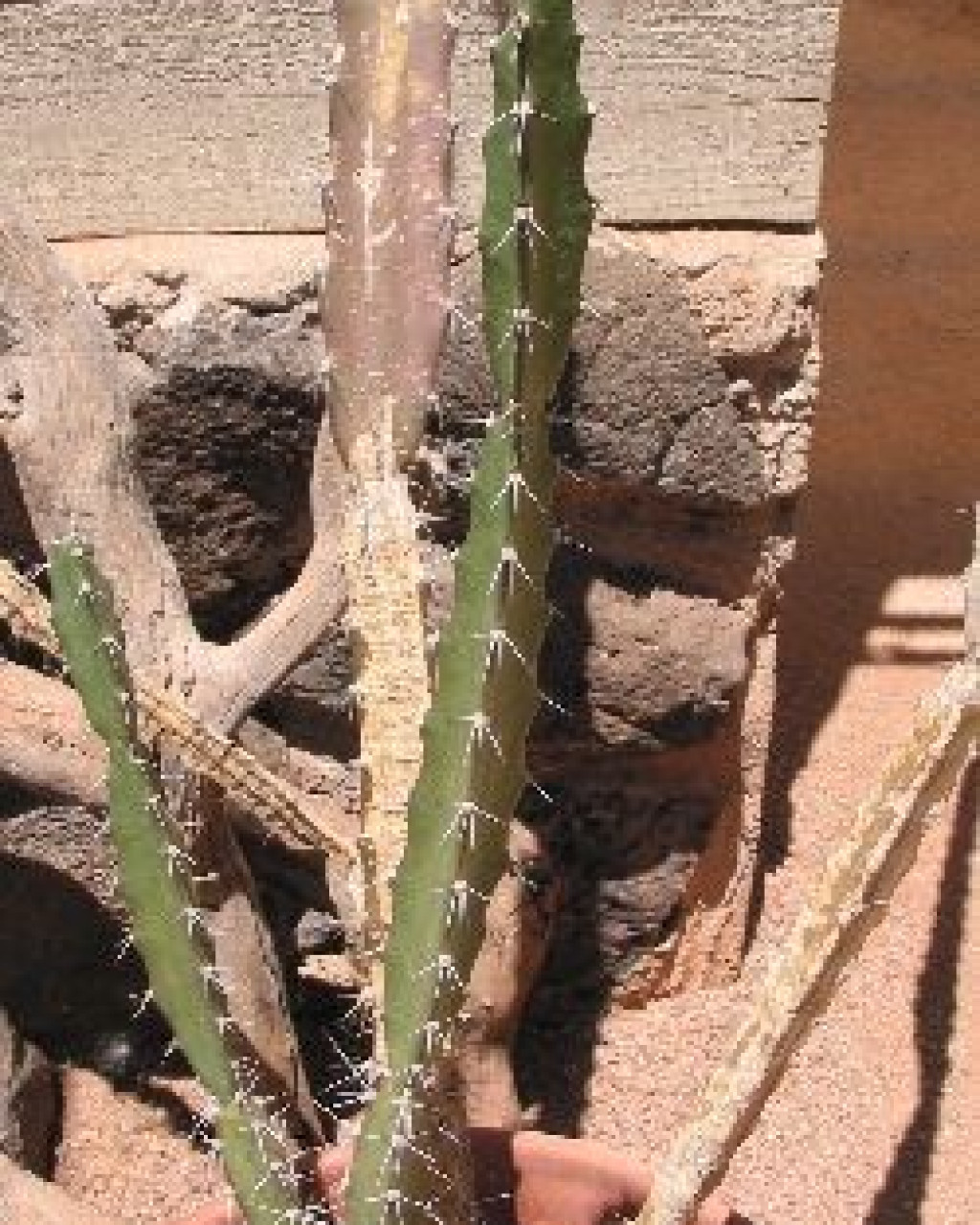 Acanthocereus occidentalis