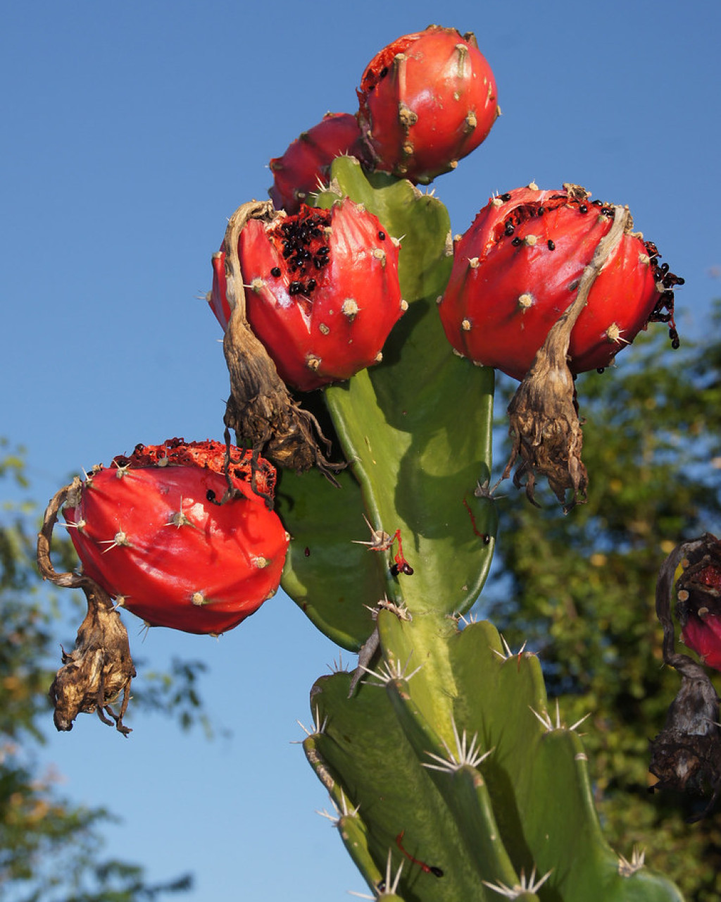 Acanthocereus subinermis