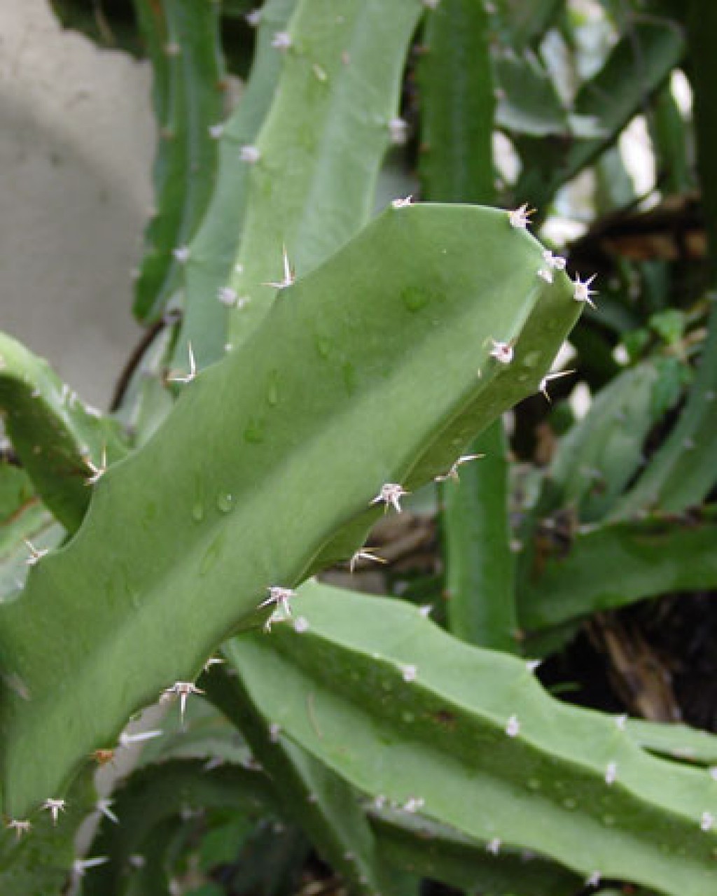 Acanthocereus Tetragonus