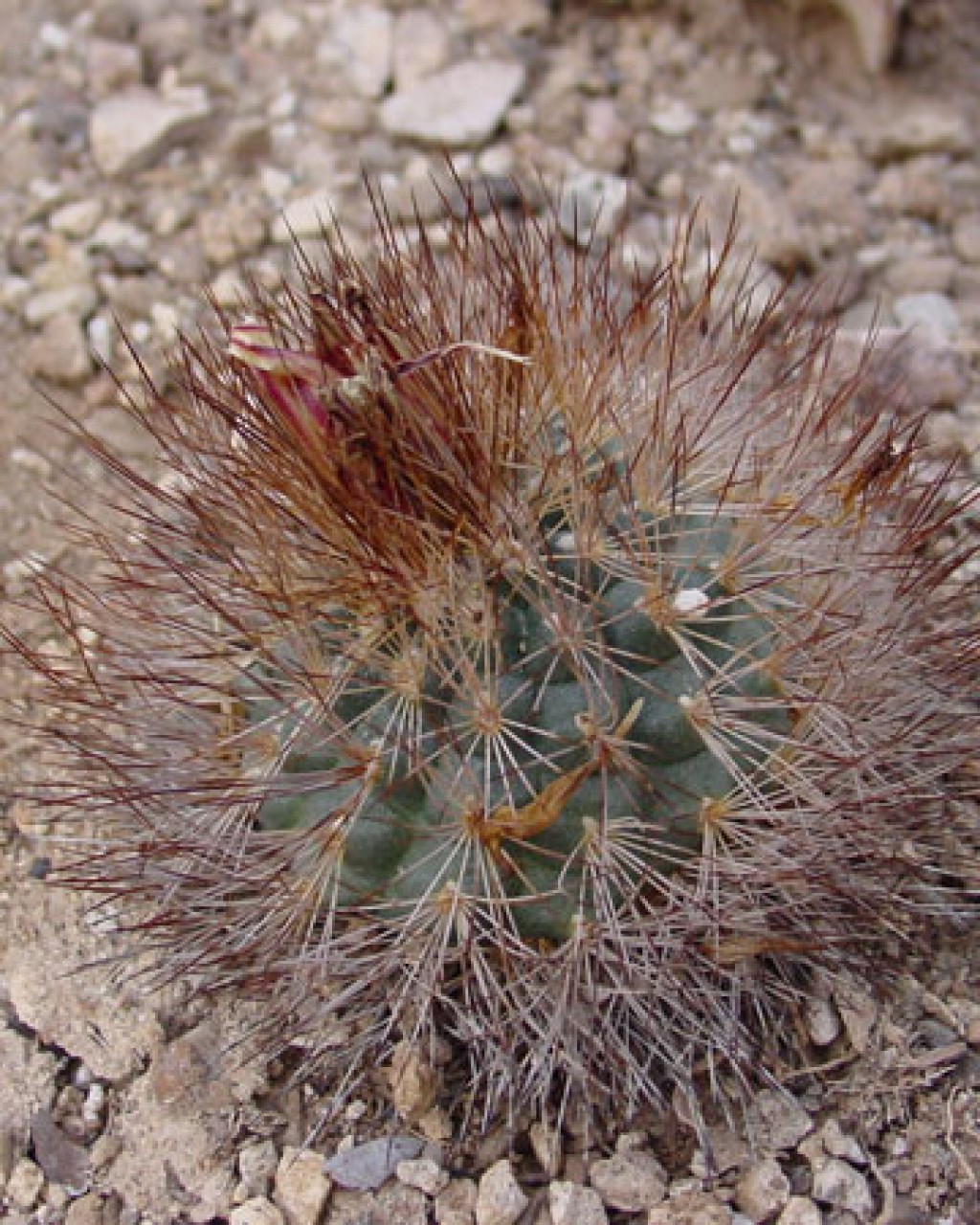 Acharagma Aguirreana