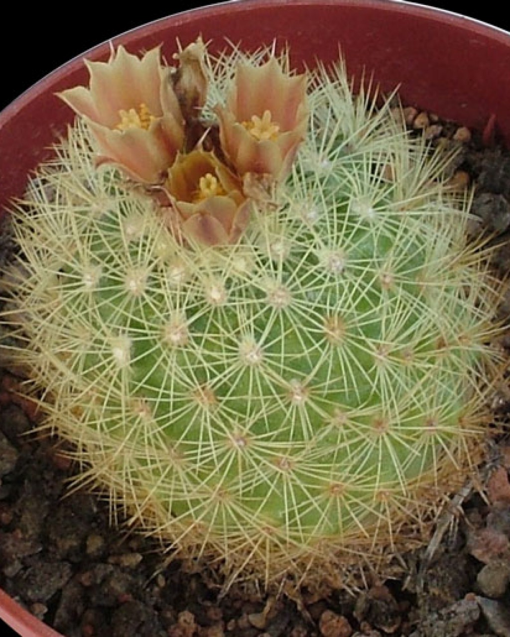 Acharagma Roseana