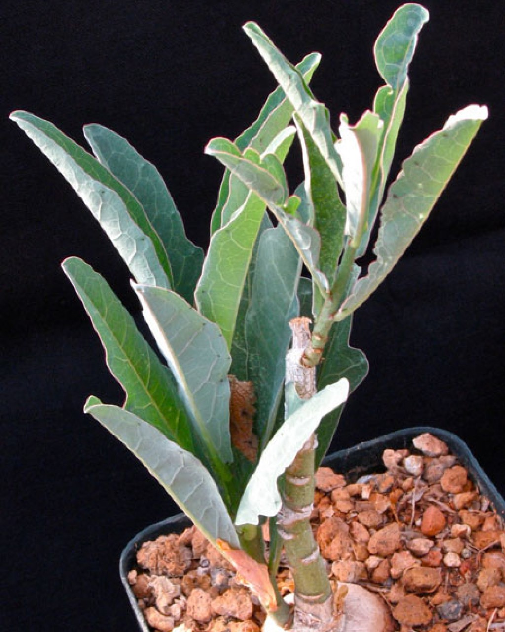 Adenia Repanda