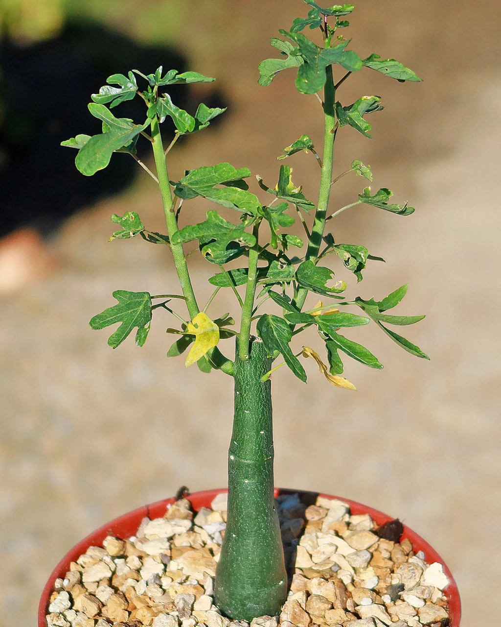 Adenia venenata
