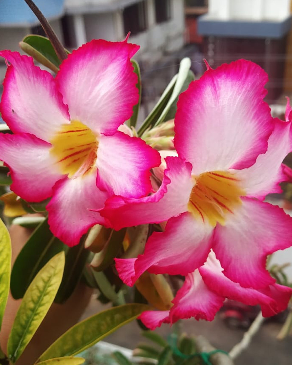 Adenium
