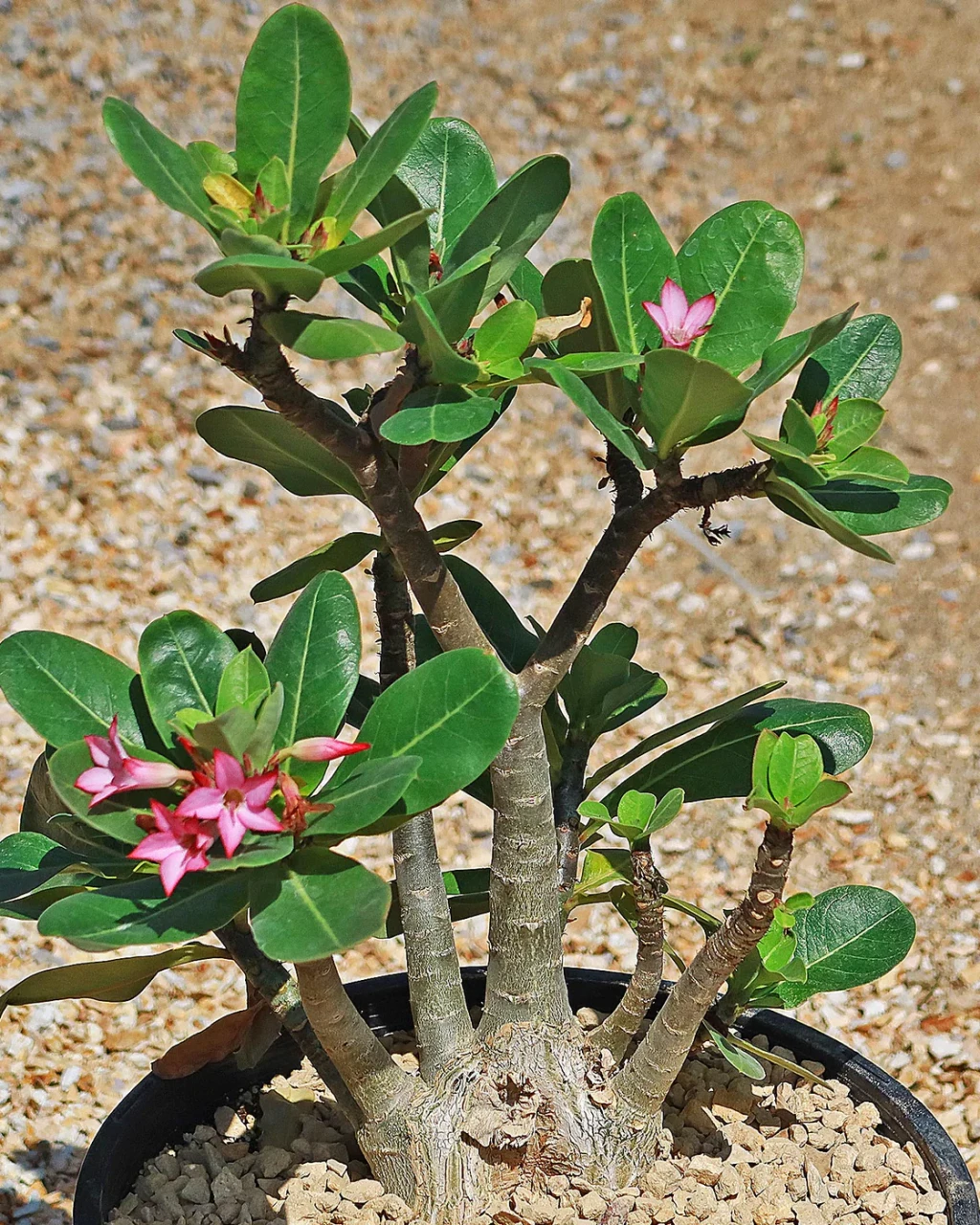 Adenium arabicum