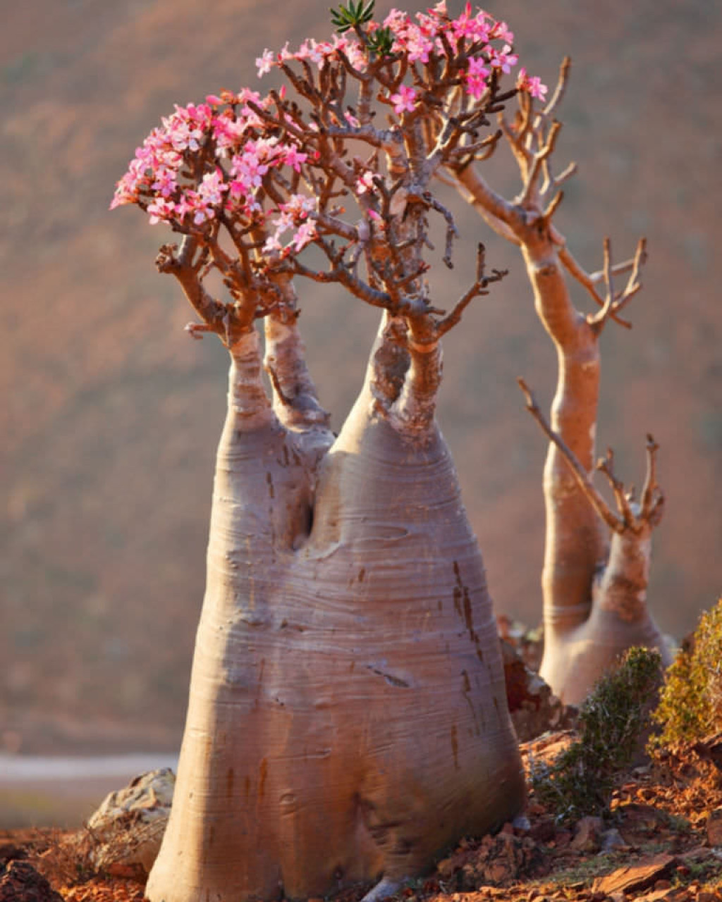Adenium obesum subsp. socotranum