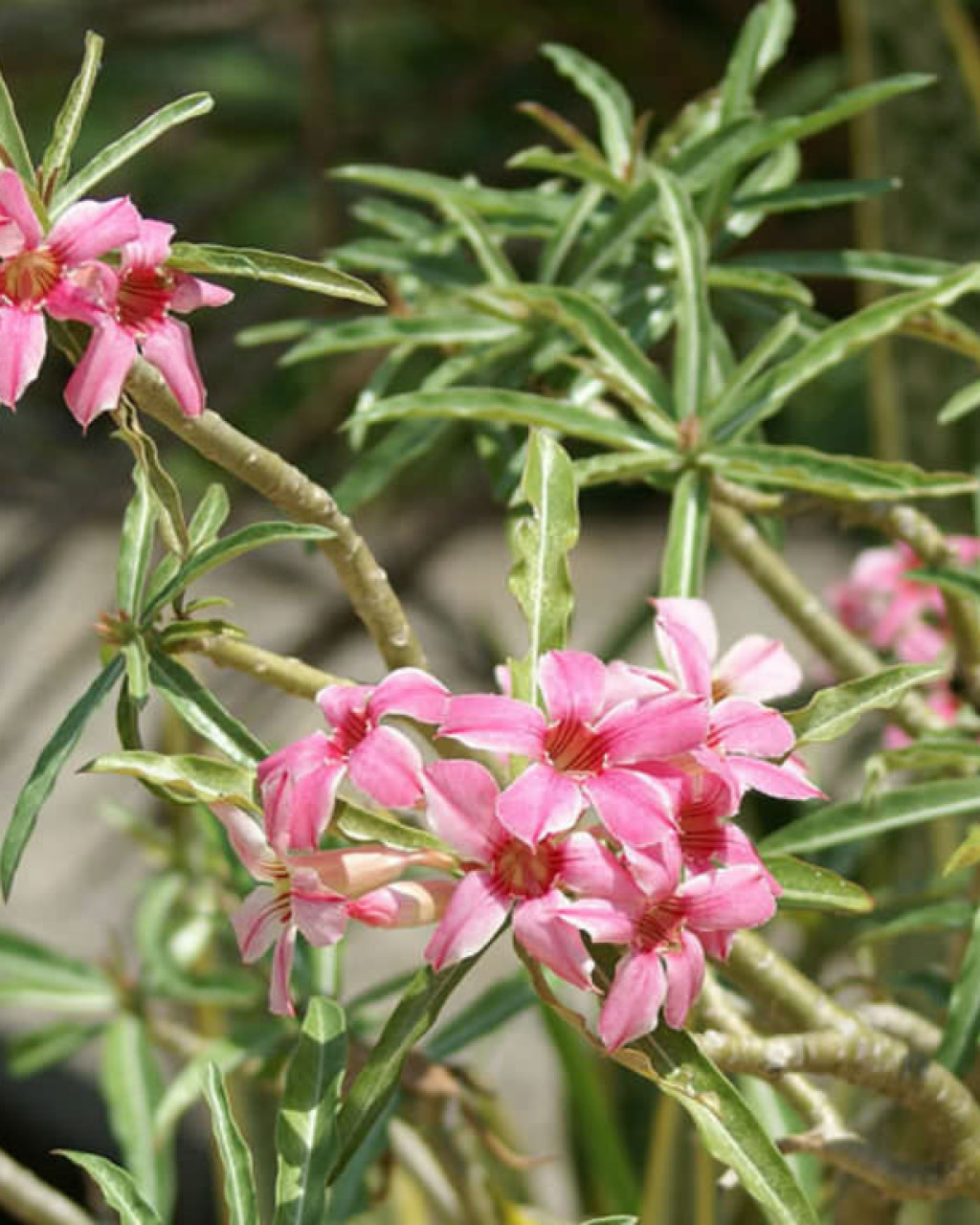 Adenium obesum subsp. somalense