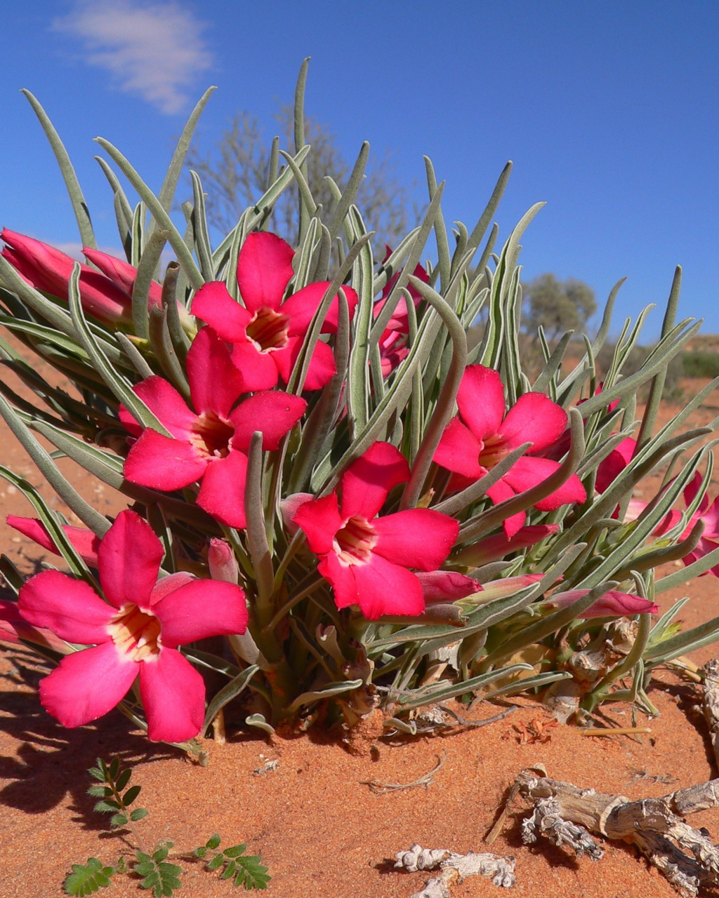 Adenium oleifolium