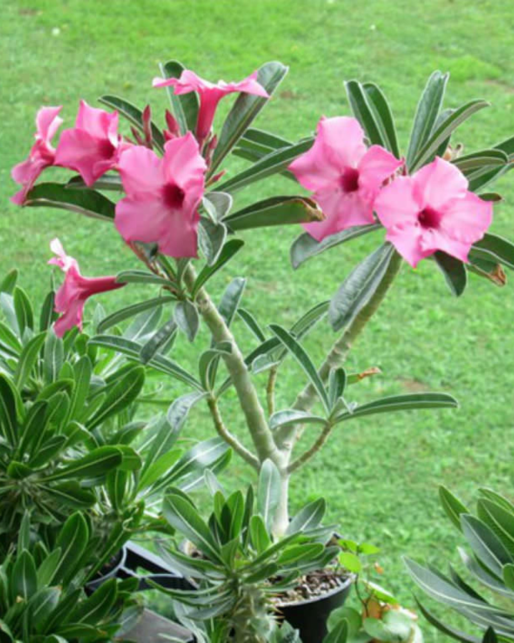 Adenium swazicum