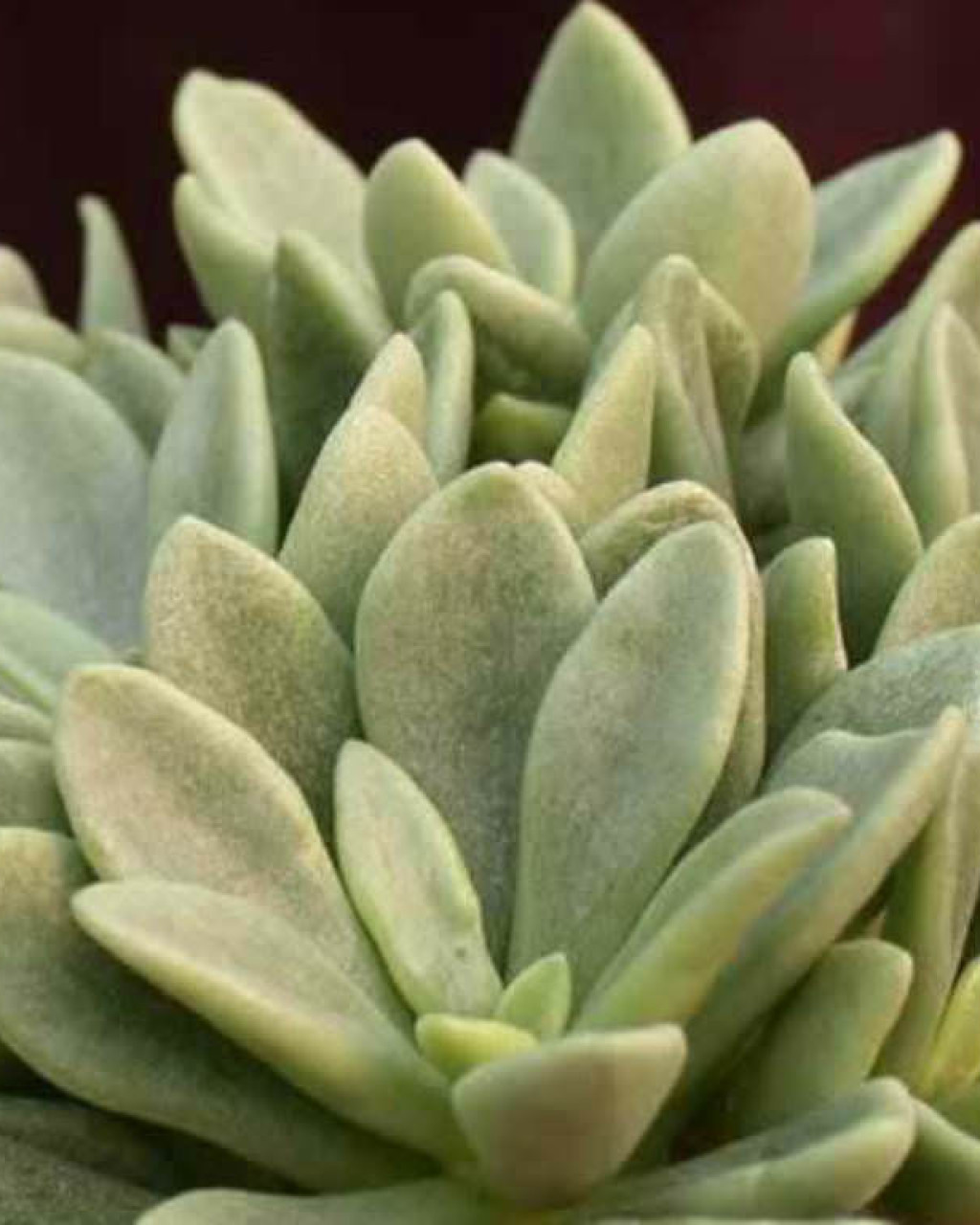Adromischus fallax