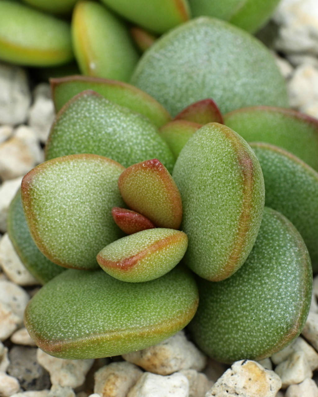Adromischus montium-klinghardtii