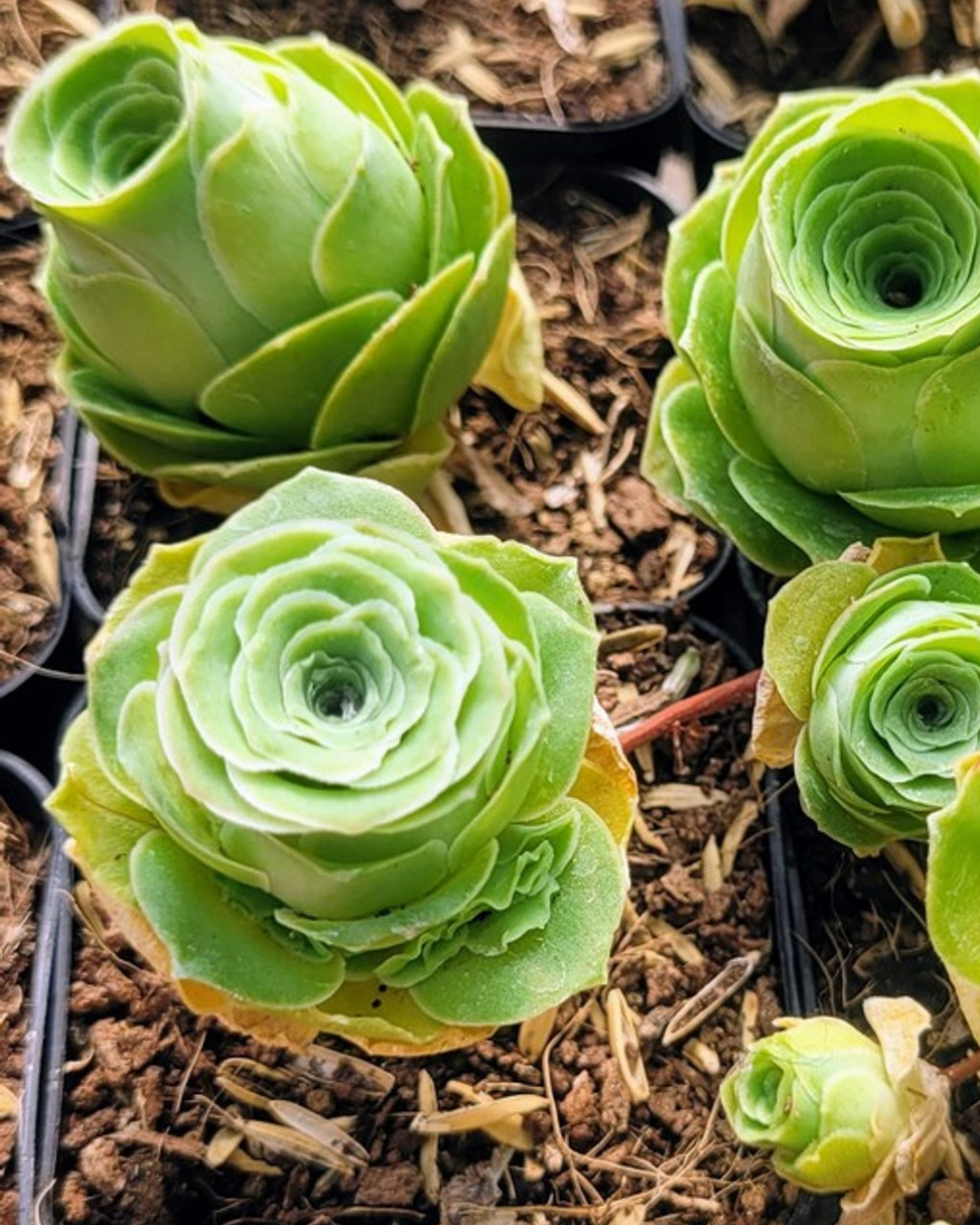 Aeonium aureum