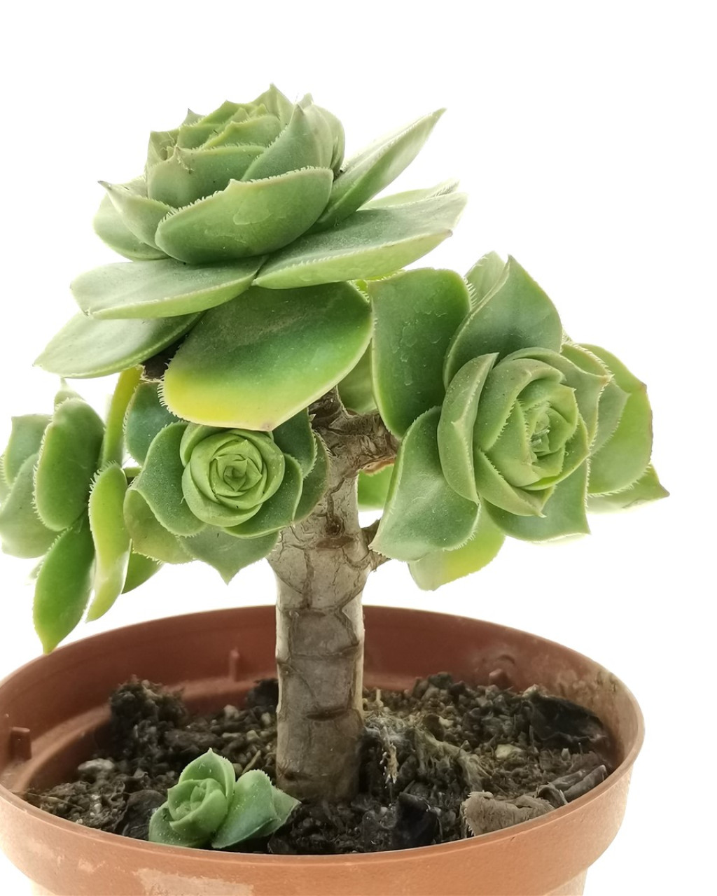 Aeonium balsamiferum