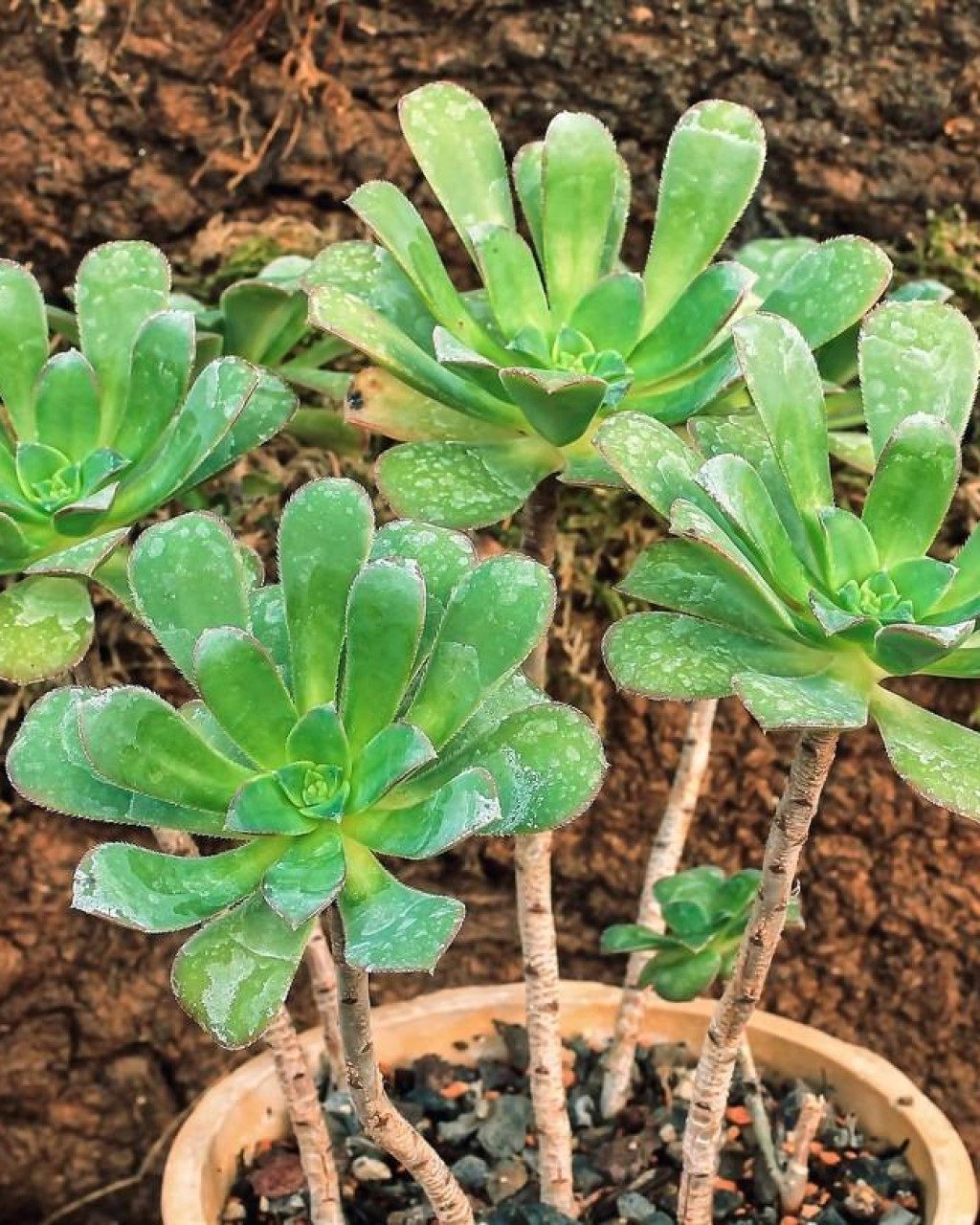 Aeonium ciliatum
