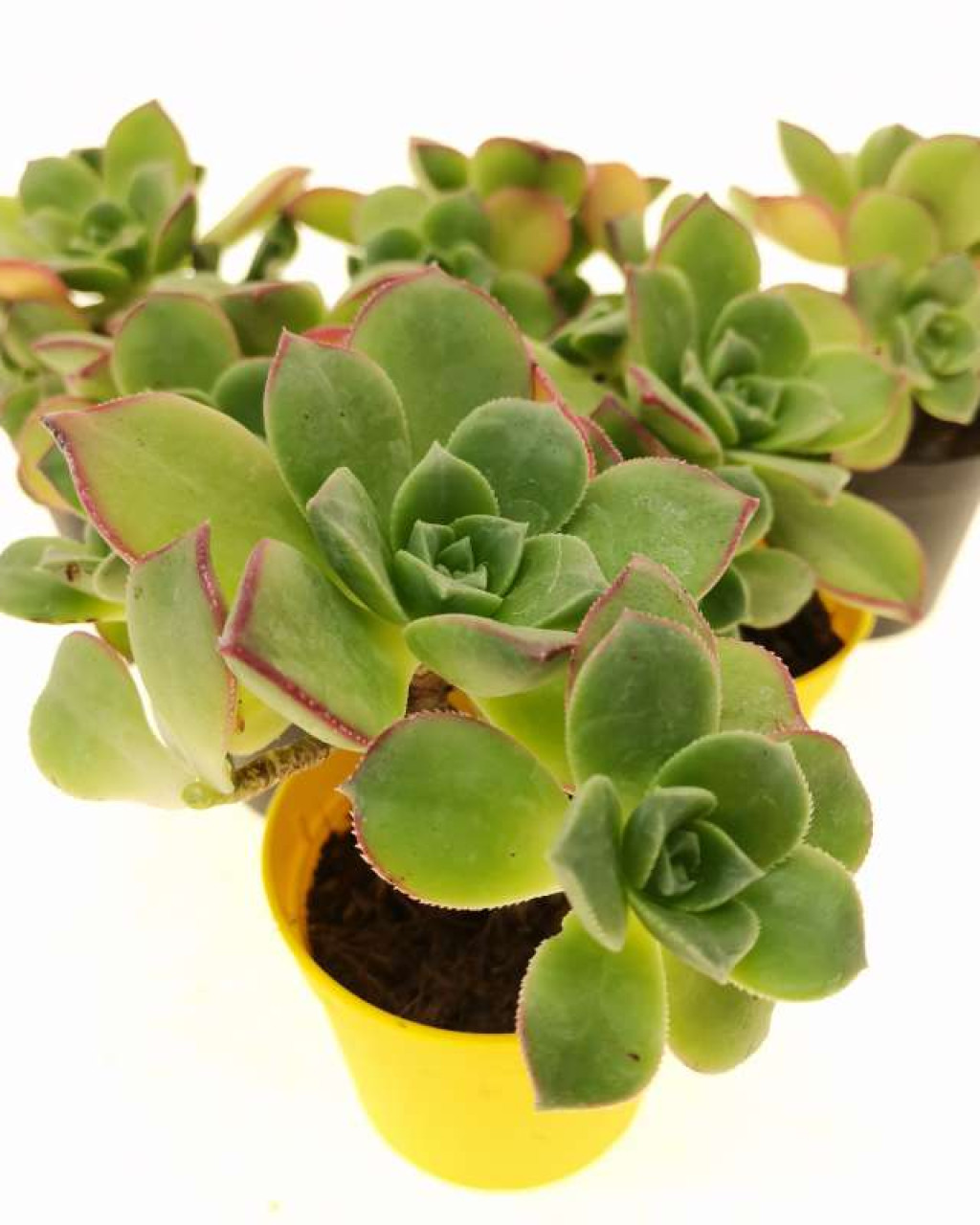 Aeonium decorum 'Cooperi'