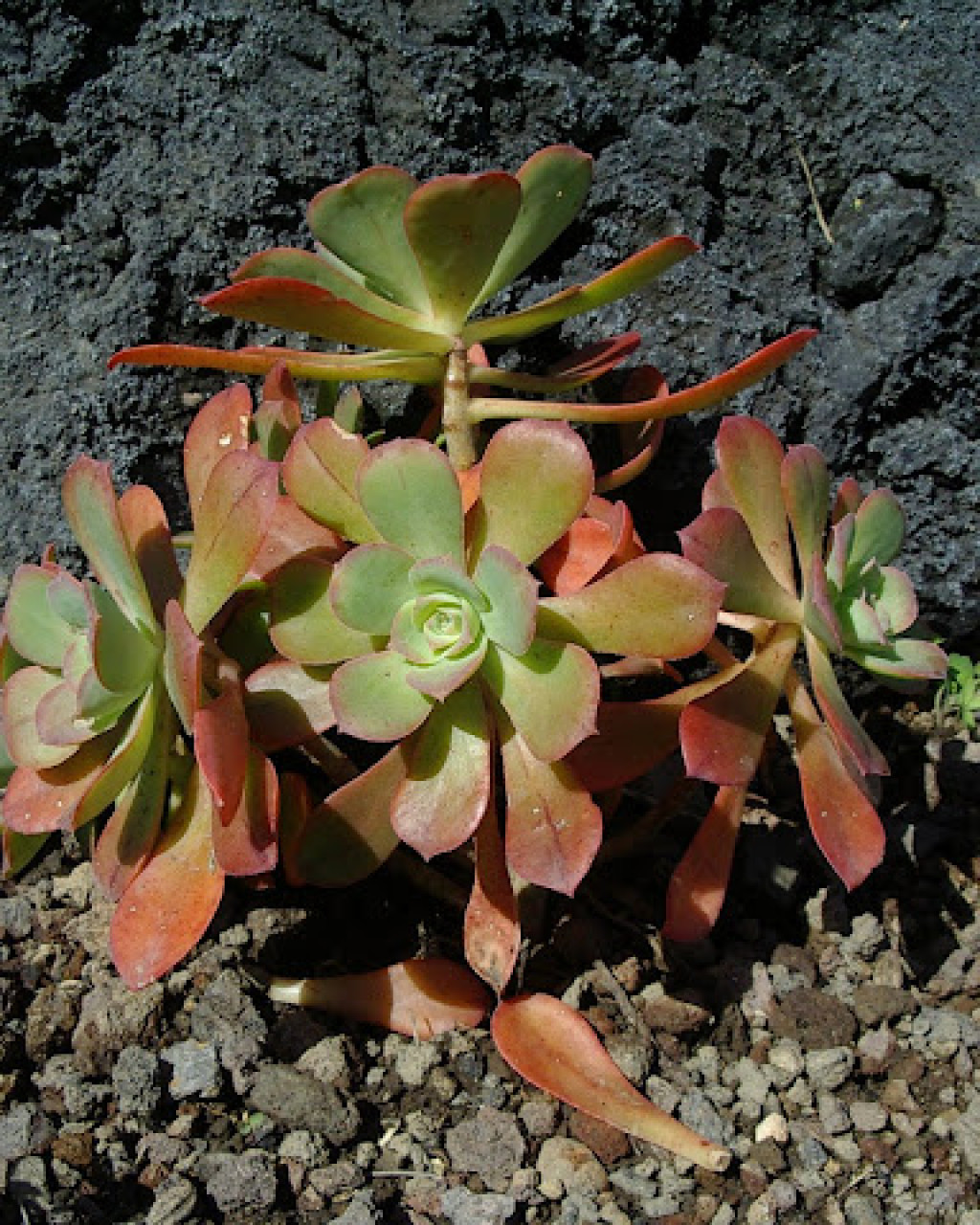 Aeonium gorgoneum