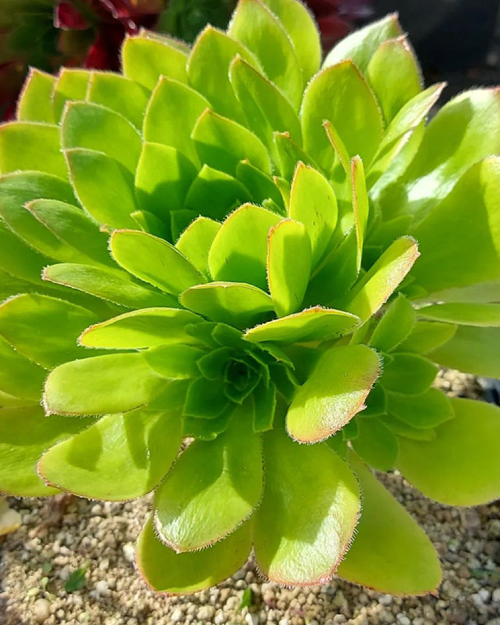 Aeonium x praegeri