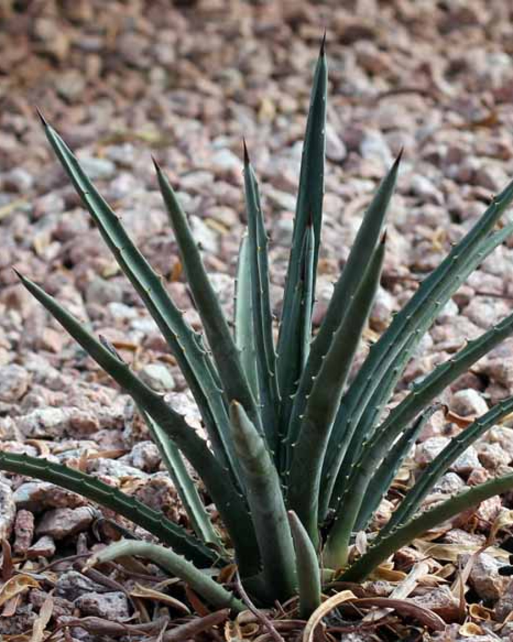 Agave aktites