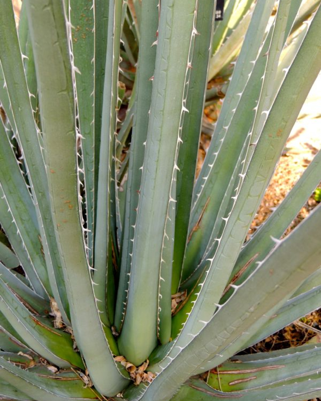 Agave albomarginata