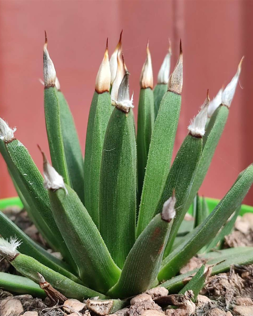 Agave albopilosa