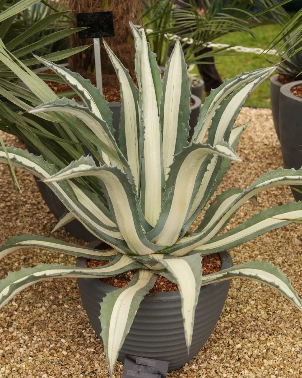 Agave americana 'Mediopicta Alba'