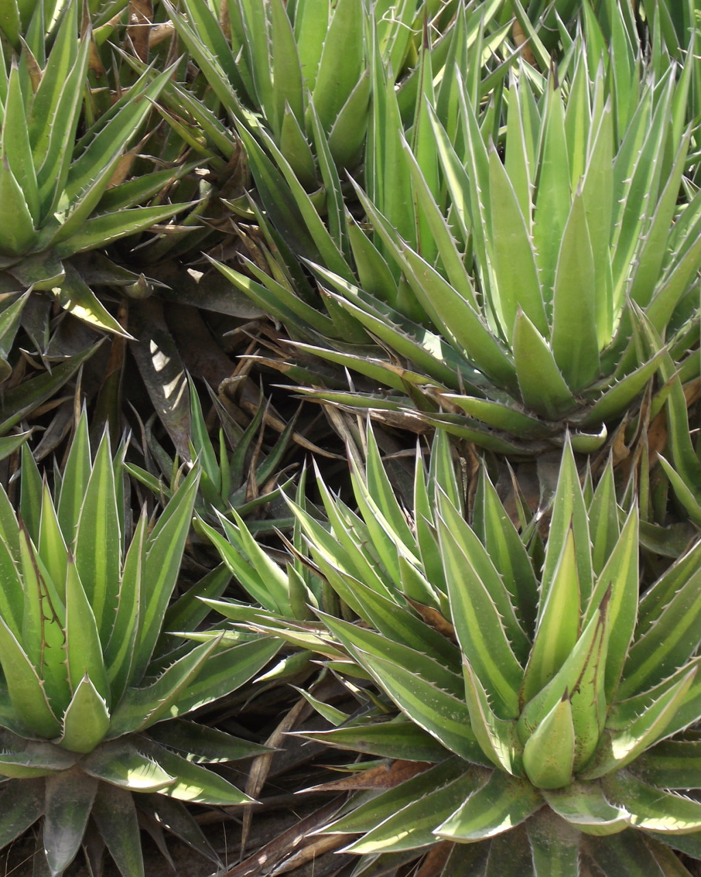 Agave angustiarum