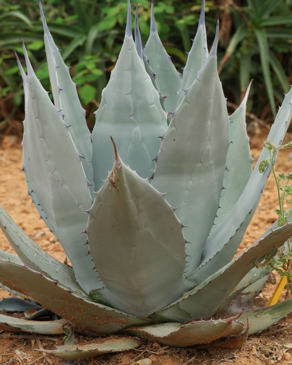 Agave applanata