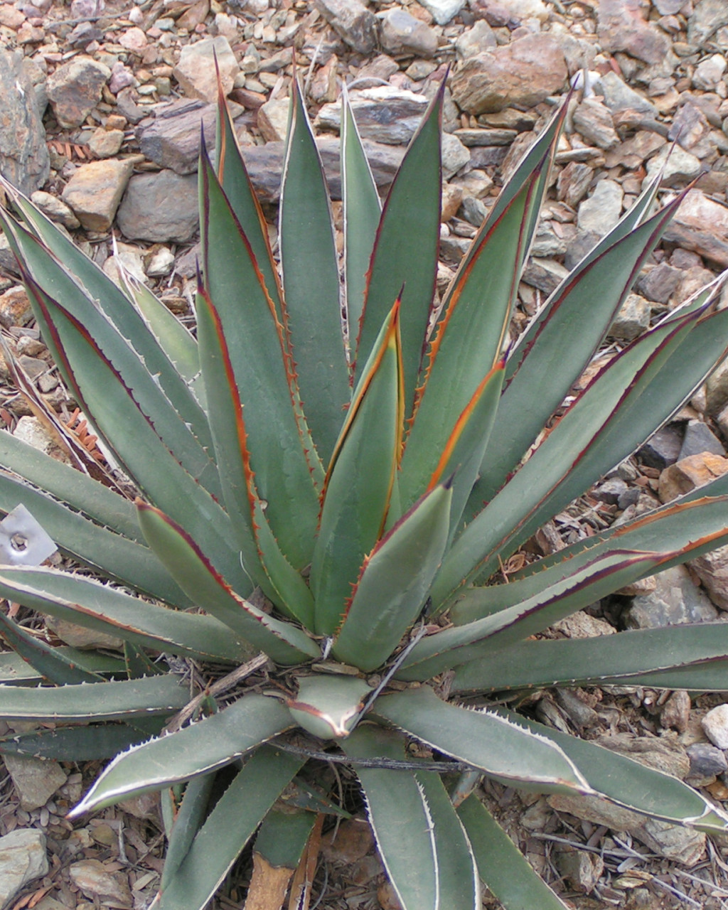 Agave arizonica