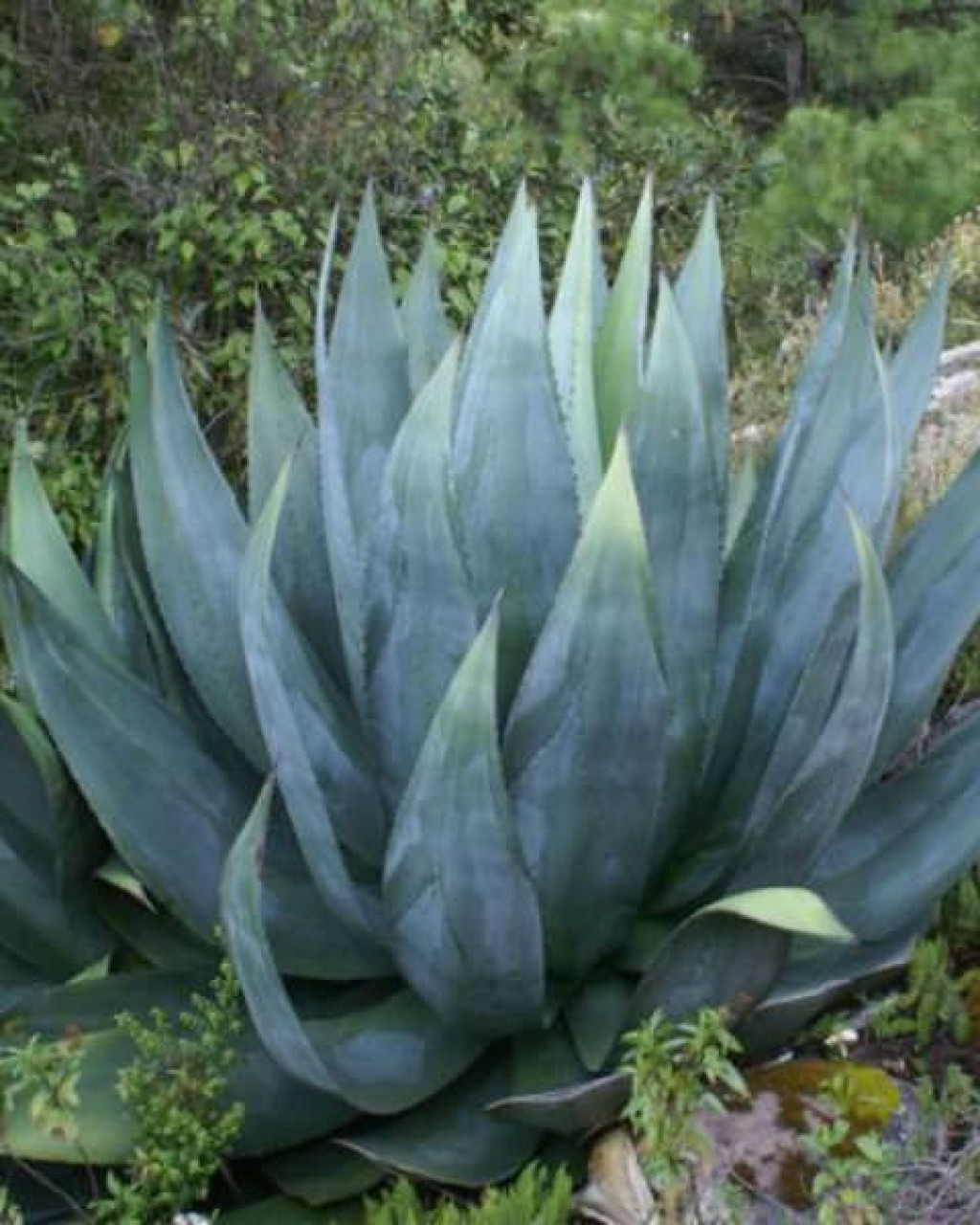 Agave atrovirens