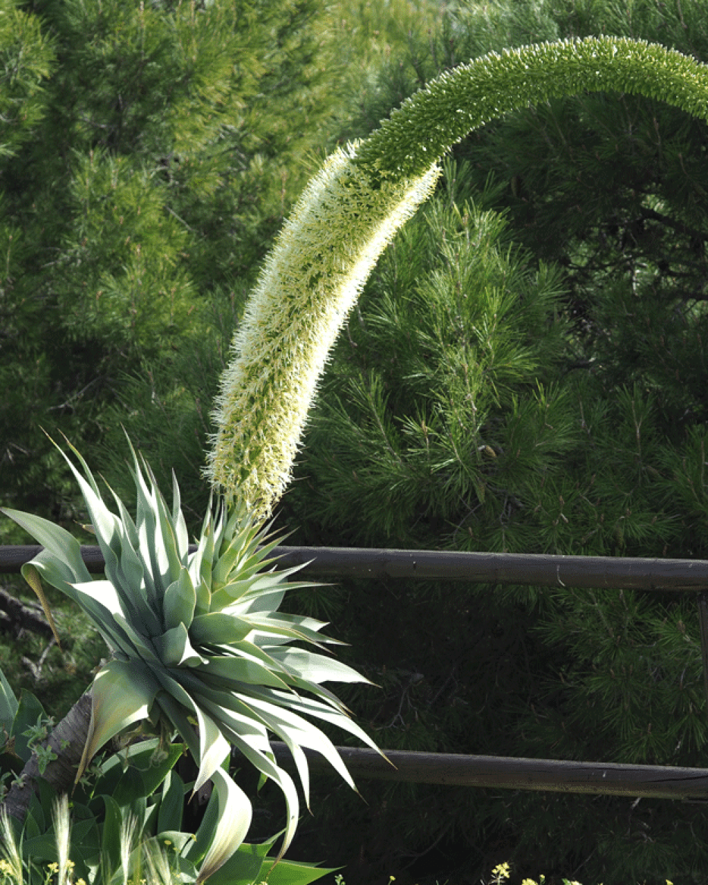 Agave attenuata