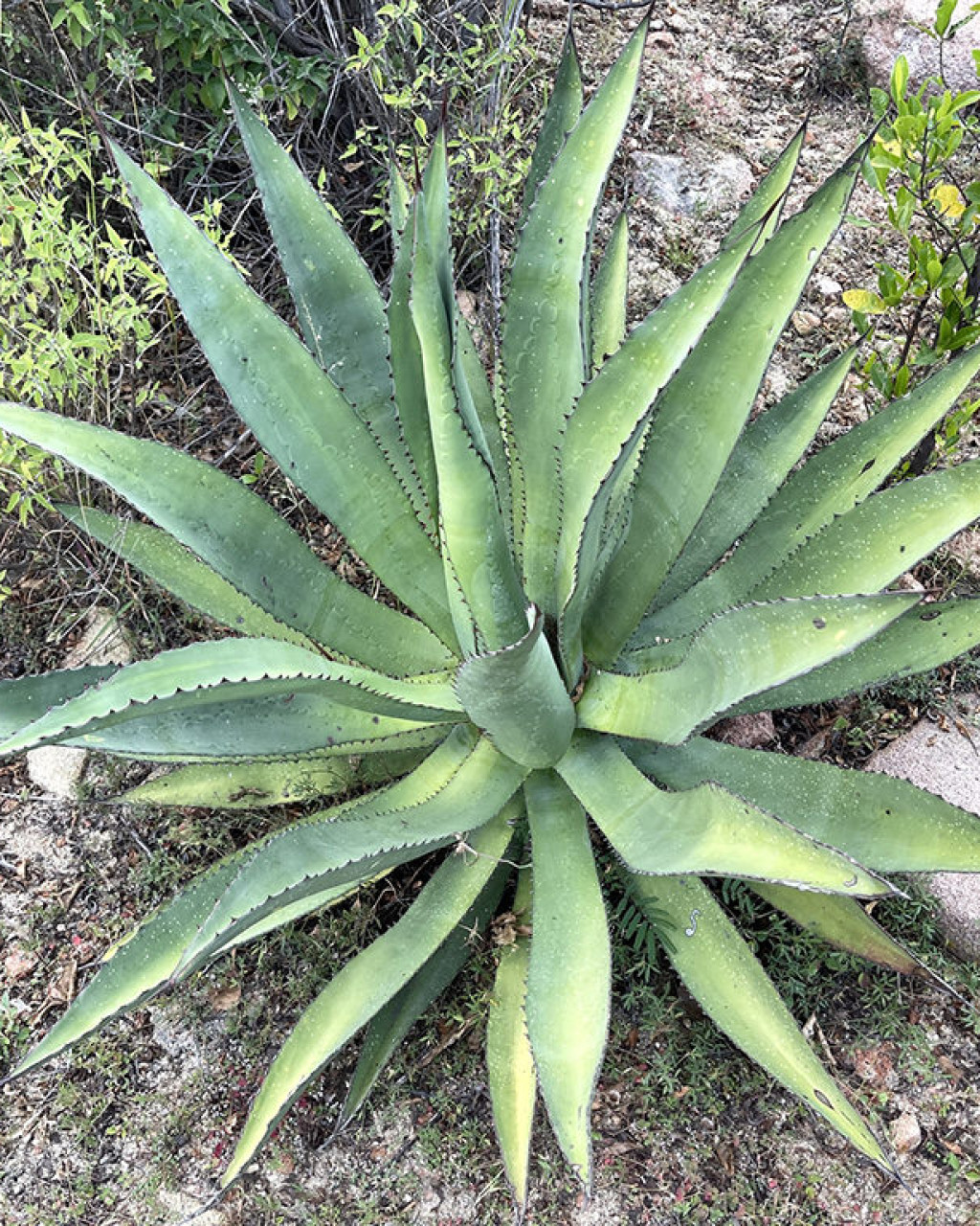 Agave aurea