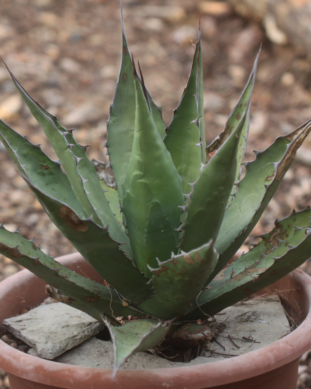 Agave avellanidens