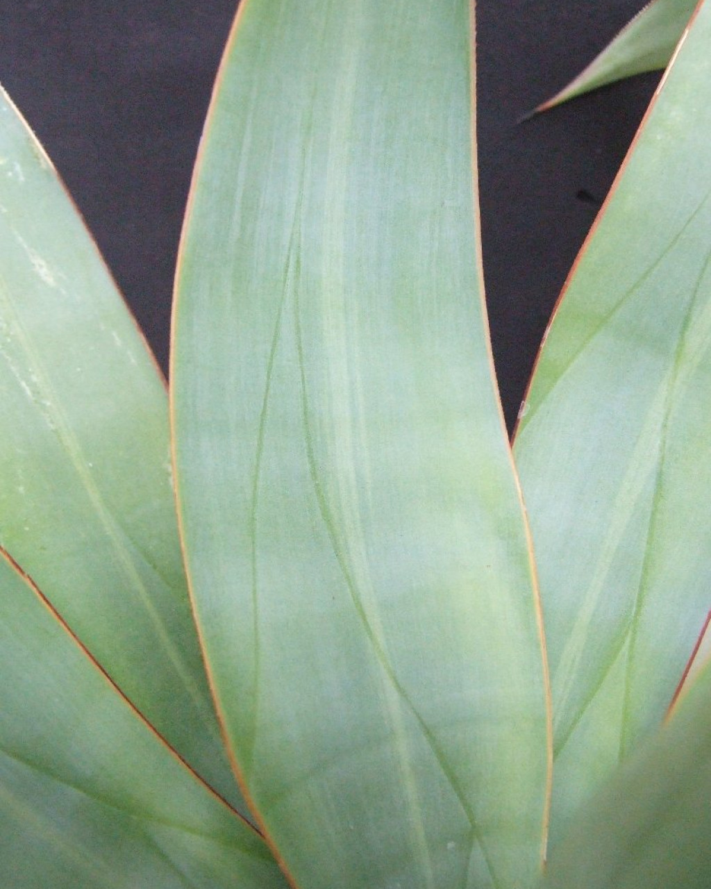 Agave bakeri