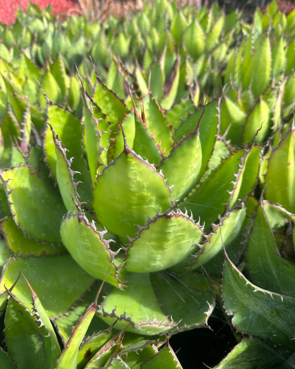 Agave bovicornuta