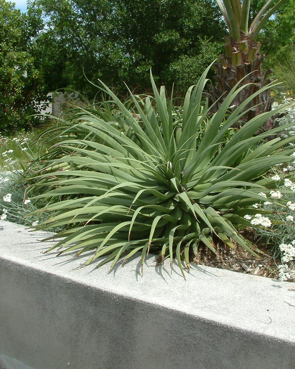 Agave bracteosa