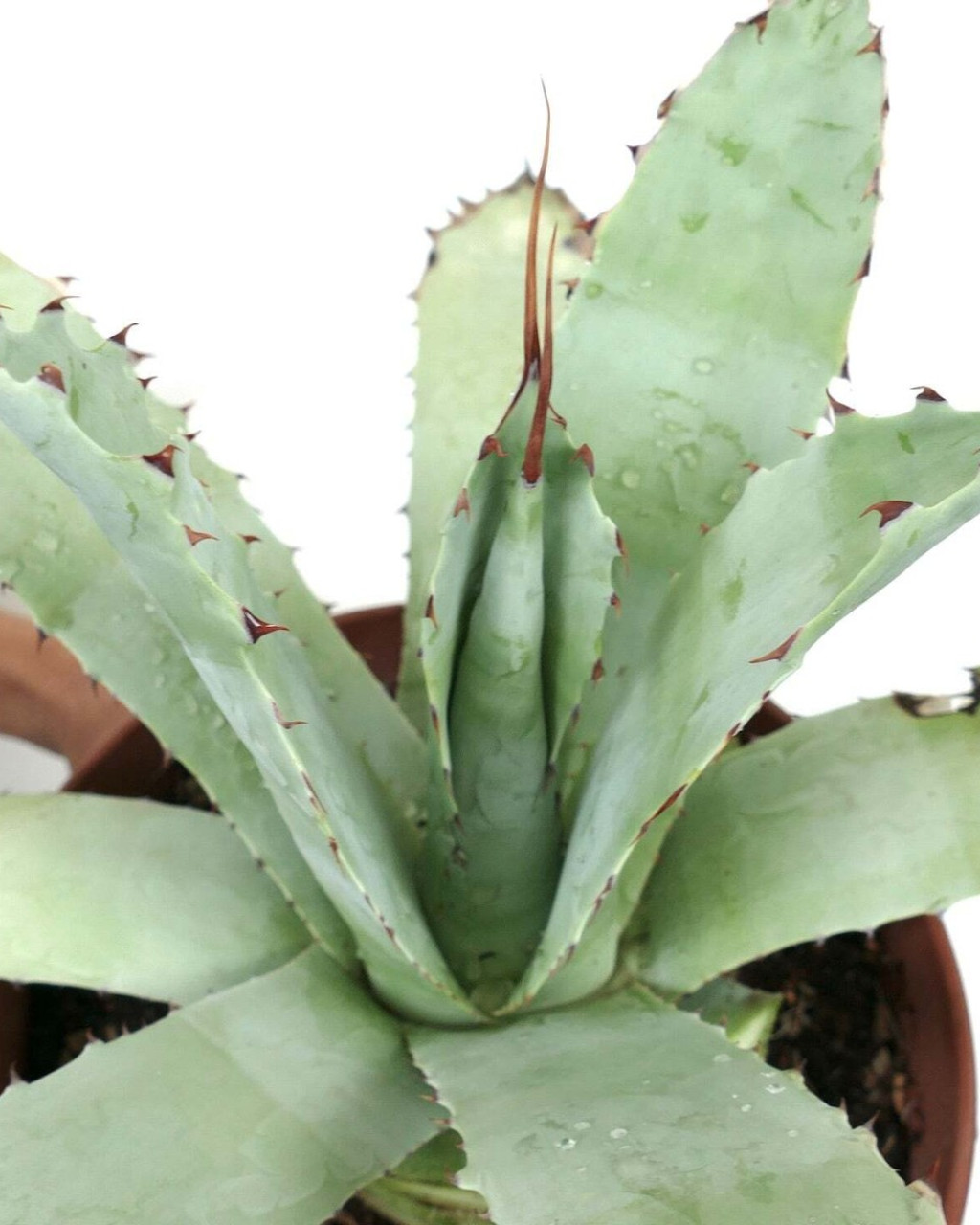 Agave cerulata