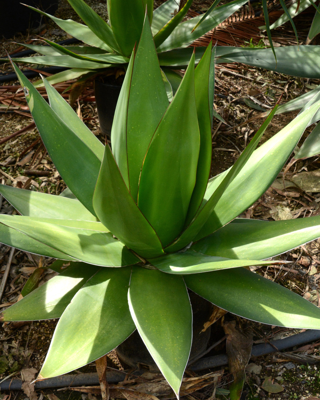 Agave chazaroi