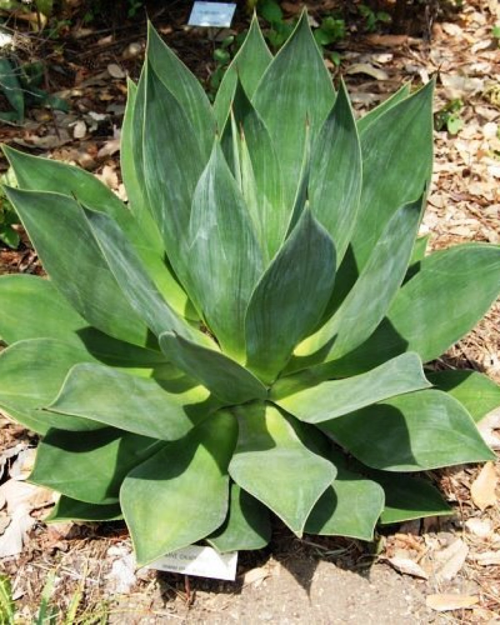 Agave chiapensis
