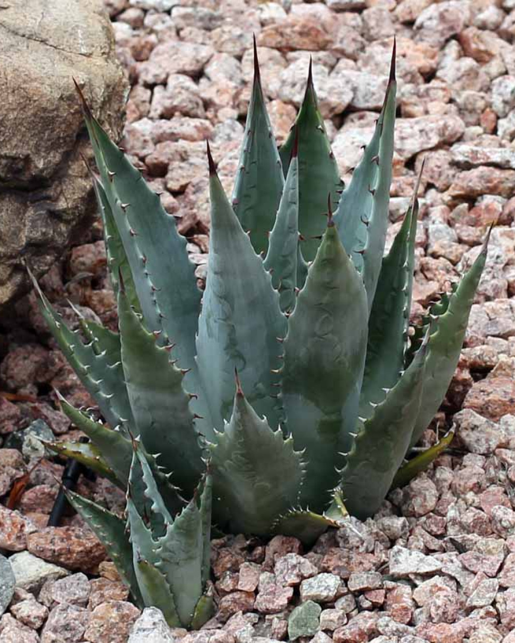 Agave chrysantha