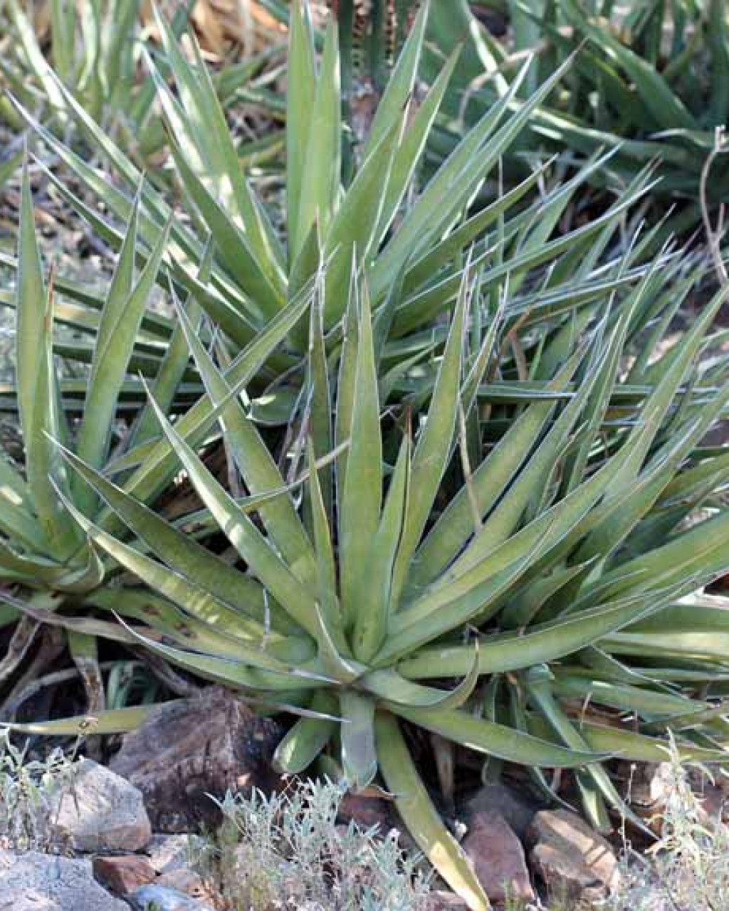 Agave chrysoglossa