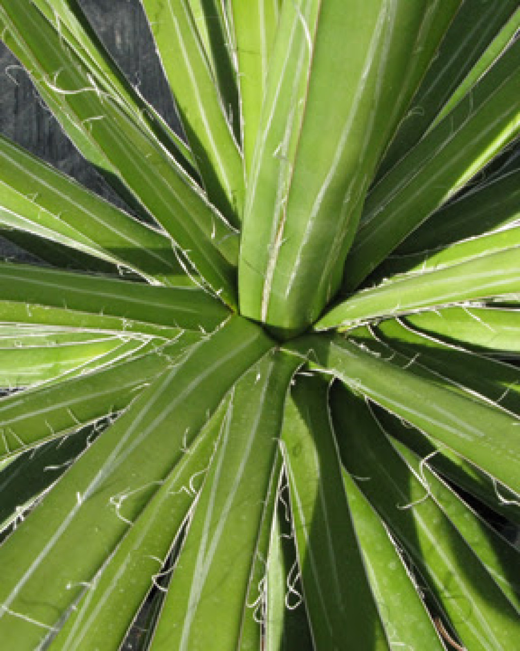 Agave colimana