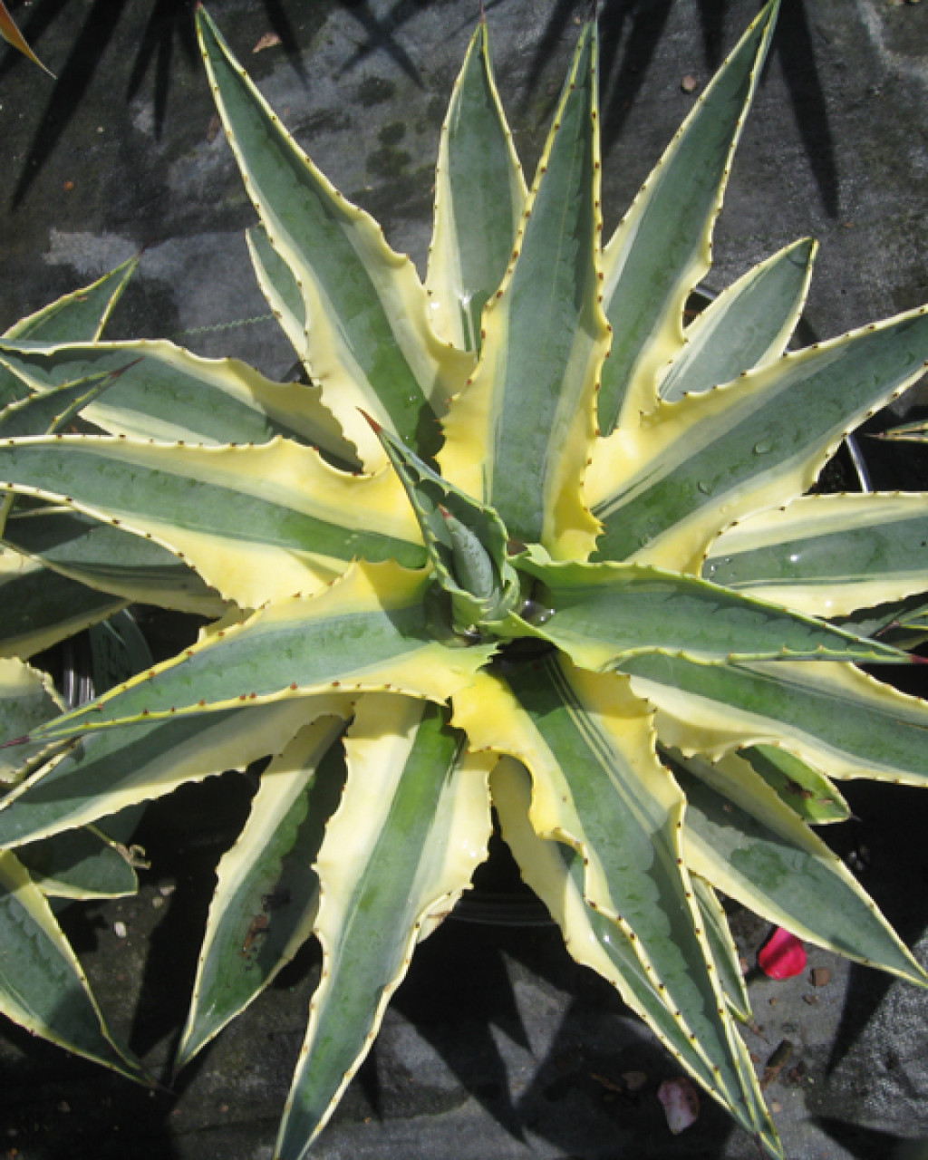 Agave 'Cornelius'