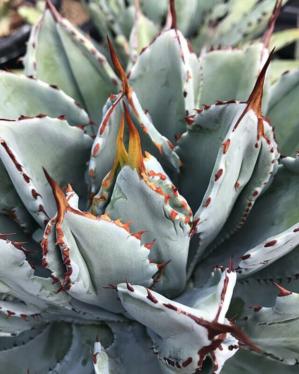 Agave potatorum 'Cubic'