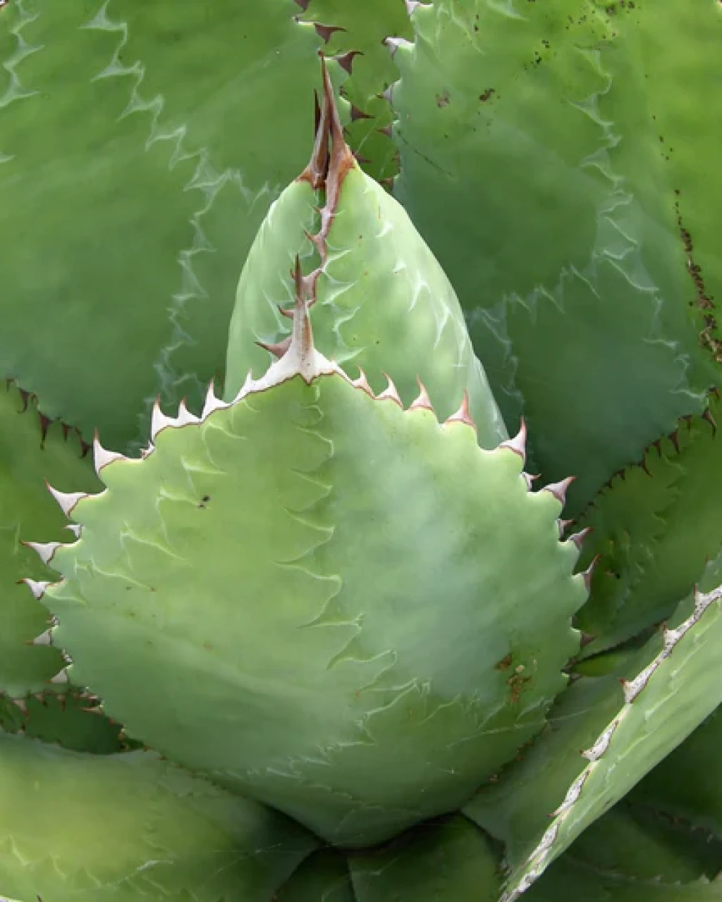 Agave cupreata