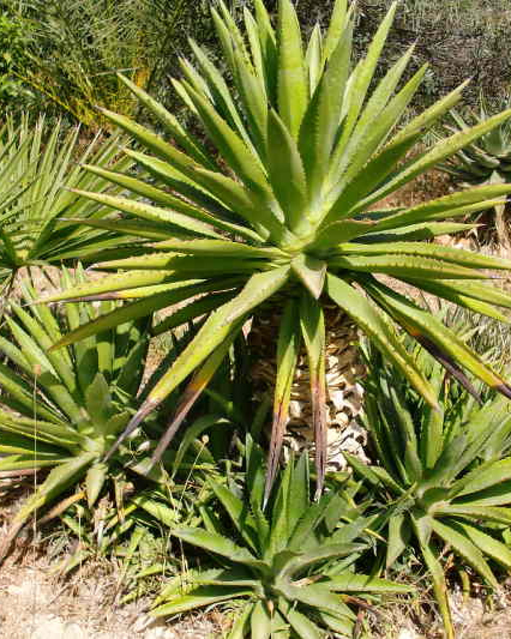 Agave decipiens